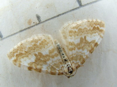 Sandy Carpet